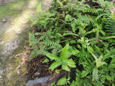 yeşil yapraklı kırılgan idrar torbası eğreltiotu