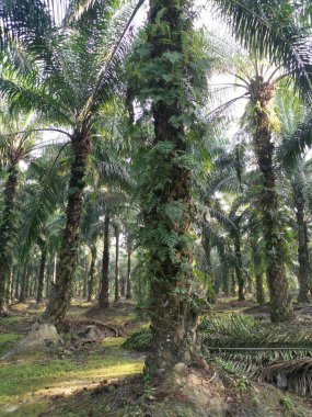 yeşil yapraklı Davallia canariensis eğreltiotu 
