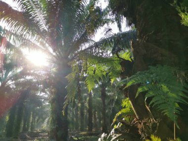 yeşil yapraklı Davallia canariensis eğreltiotu 