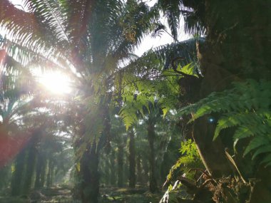 yeşil yapraklı Davallia canariensis eğreltiotu 