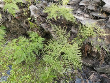 yeşil yapraklı Davallia canariensis eğreltiotu 