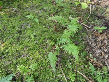 yeşil yapraklı Davallia canariensis eğreltiotu 