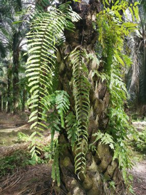 yeşil yapraklı nephrolepis biserrata eğreltiotu