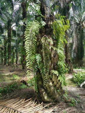 yeşil yapraklı nephrolepis biserrata eğreltiotu