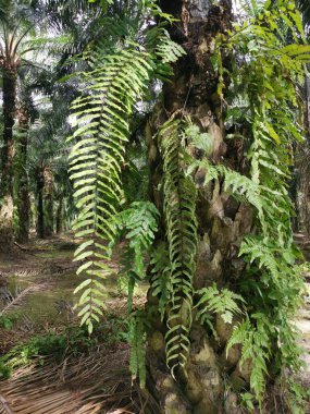 yeşil yapraklı nephrolepis biserrata eğreltiotu