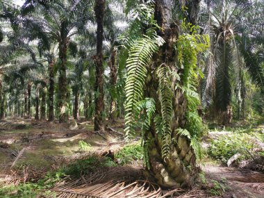 yeşil yapraklı nephrolepis biserrata eğreltiotu