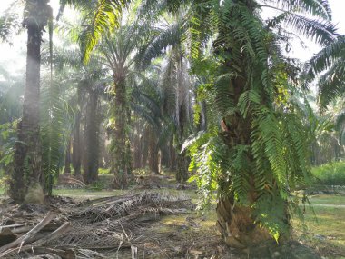 yeşil yapraklı nephrolepis biserrata eğreltiotu