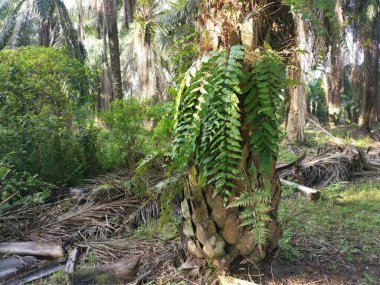 yeşil yapraklı nephrolepis biserrata eğreltiotu