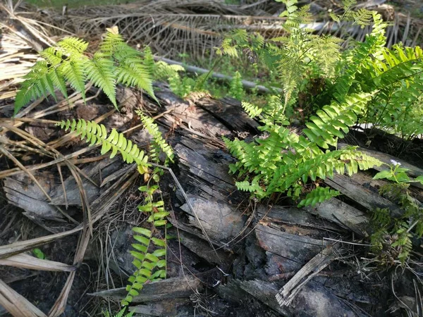 Green Leafy Brittle Bladder Fern — Stock Photo, Image