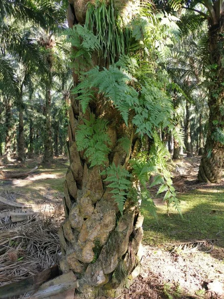 yeşil yapraklı Davallia canariensis eğreltiotu 