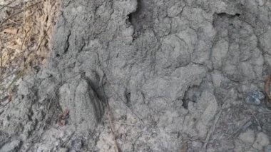 Termit tepesinin yuvası