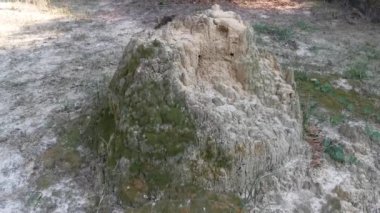 Termit tepesinin yuvası