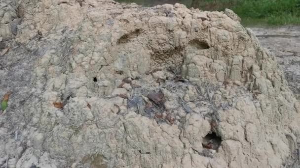 Φωλιά Του Λόφου Termite Ανάχωμα — Αρχείο Βίντεο