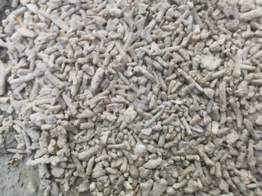 Kırık mercan iskelet ve kabuk parçaları.