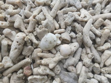 Kırık mercan iskelet ve kabuk parçaları.