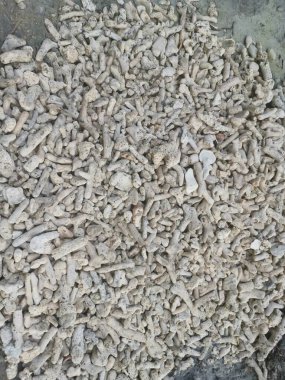 Kırık mercan iskelet ve kabuk parçaları.