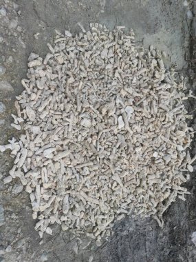 Kırık mercan iskelet ve kabuk parçaları.