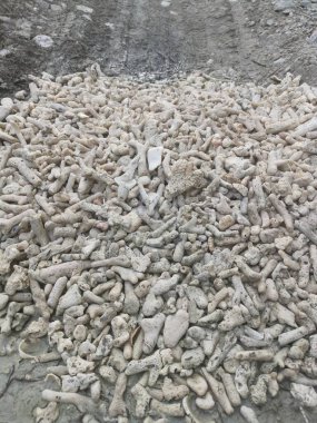 Kırık mercan iskelet ve kabuk parçaları.