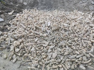Kırık mercan iskelet ve kabuk parçaları.