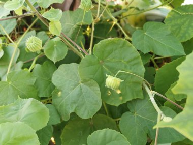 Yeşil abutilon theophrasti ot bitkisi.