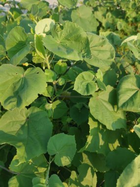 Yeşil abutilon theophrasti ot bitkisi.