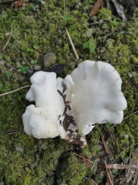 Beyaz huni vantilatör şekilli odunluk mantarları.