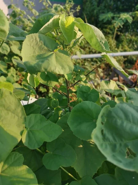 the green abutilon theophrasti weed plant