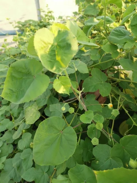 the green abutilon theophrasti weed plant