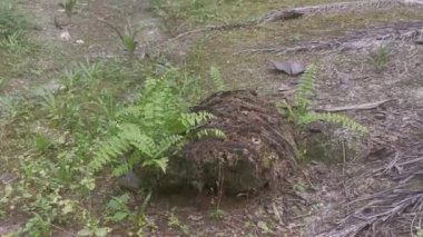 yeşil yapraklı kırılgan idrar torbası eğreltiotu