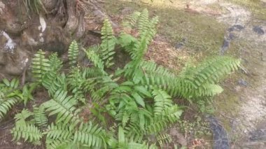 yeşil yapraklı kırılgan idrar torbası eğreltiotu