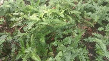 yeşil yapraklı kırılgan idrar torbası eğreltiotu