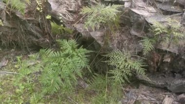 yeşil yapraklı Davallia canariensis eğreltiotu 