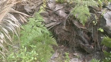 yeşil yapraklı Davallia canariensis eğreltiotu 