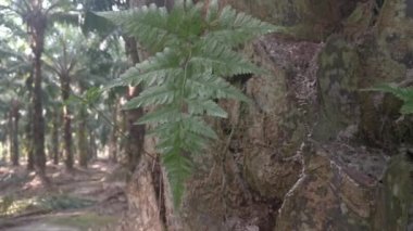 yeşil yapraklı Davallia canariensis eğreltiotu 