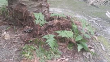 yeşil yapraklı Davallia canariensis eğreltiotu 