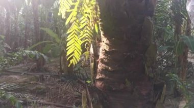 yeşil yapraklı nephrolepis biserrata eğreltiotu