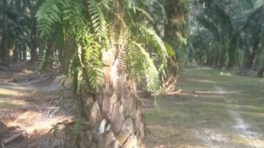 yeşil yapraklı nephrolepis biserrata eğreltiotu