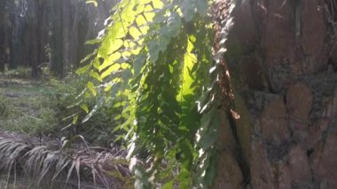 yeşil yapraklı nephrolepis biserrata eğreltiotu