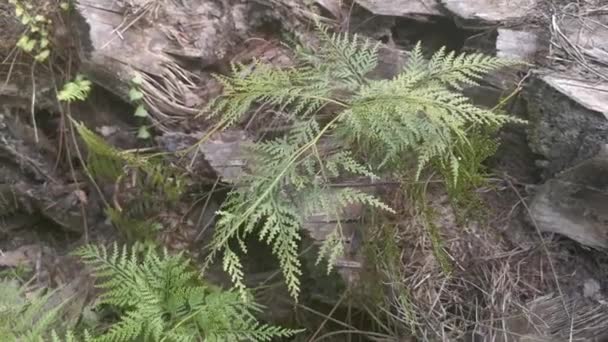 Gröna Blad Davallia Canariensis Fern — Stockvideo