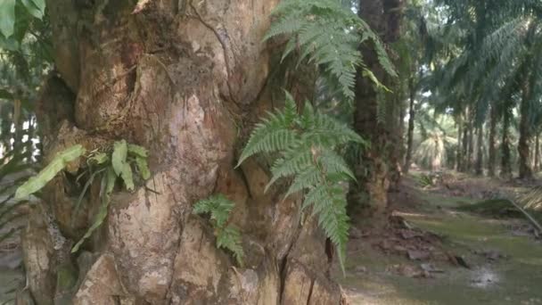 Gröna Blad Davallia Canariensis Fern — Stockvideo