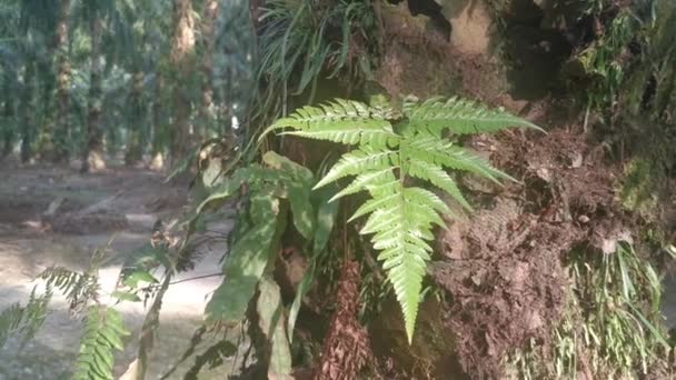 Gröna Blad Davallia Canariensis Fern — Stockvideo