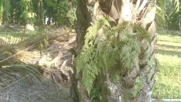 Gröna Blad Davallia Canariensis Fern — Stockvideo