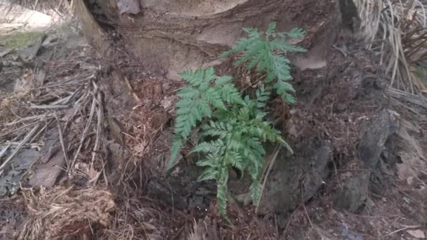 Gröna Blad Davallia Canariensis Fern — Stockvideo