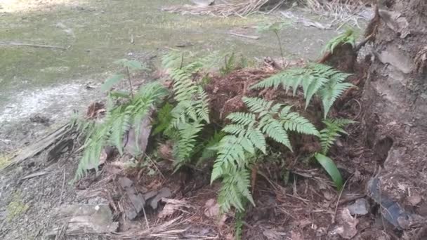 Daun Hijau Davallia Canariensis Fern — Stok Video