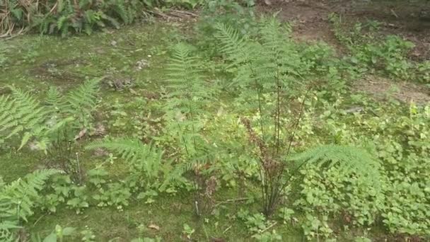 Gröna Blad Davallia Canariensis Fern — Stockvideo