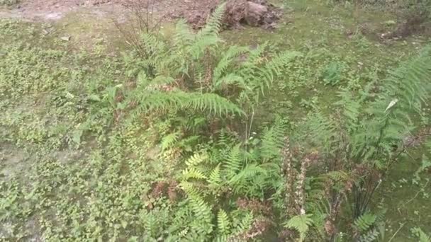 Gröna Blad Davallia Canariensis Fern — Stockvideo