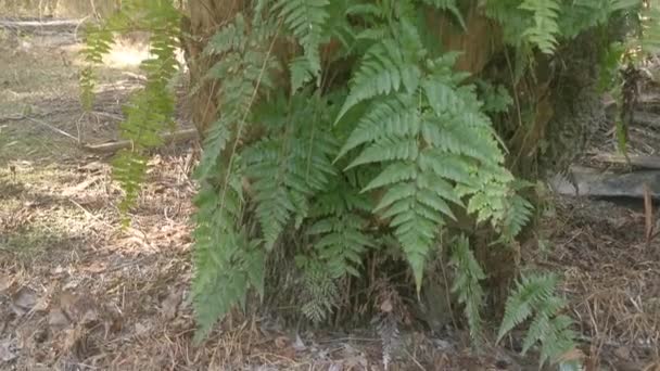 Zelená Listí Davallia Canariensis Kapradí — Stock video