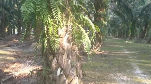 Fougère Néphrolepis Biserrata Feuilles Vertes — Video