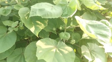Yeşil abutilon theophrasti ot bitkisi.