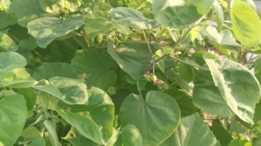 Yeşil abutilon theophrasti ot bitkisi.